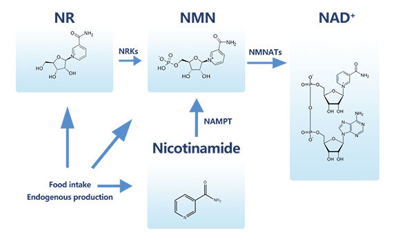NMN机理图-引航生物